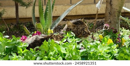 funny old cat sleeping in the middle of a garden with green plants and beautiful flowers and trees