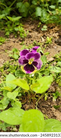 Viola flower in the garden at sunny summer or spring day. Pansies Viola flowers in a spring garden