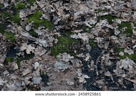 the ground covered with green moss and fallen oak leaves Royalty-Free Stock Photo #2458925861