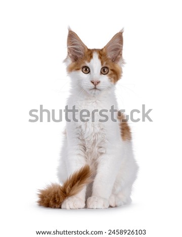 Pretty red with white Maine Coon cat kitten, sitting up elegant facing front. Looking straight to camera. Isolated on a white background.