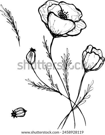 drawing flowers. poppy flower clip-art or illustration