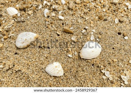 seashells on beach sand. Picture