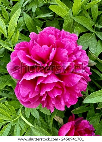 Blooming bright pink peonies in a cozy garden