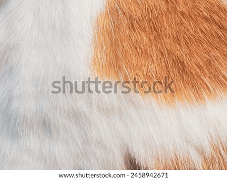 Cat fur texture background. Ginger or orange and white cat hair or coat texture.