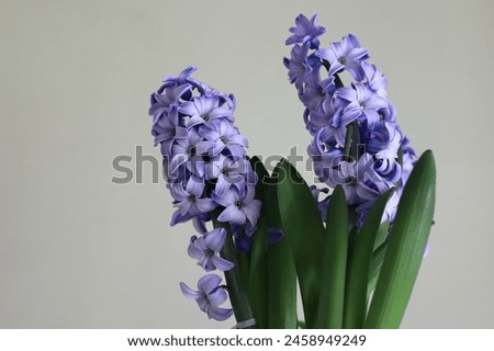 Lilac clusters of hyacinth flowers. A studio shot of two flower clusters and green leaves.