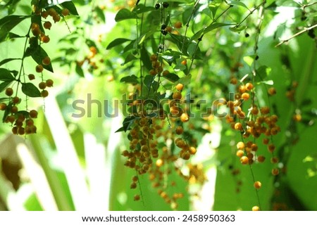 plant seeds in summer on blurred background