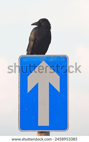 06-05-2024 crow sitting on a one way road sign with the arrow pointing towards the crow
