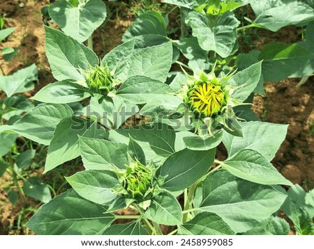 green sunflower flower cute picture 