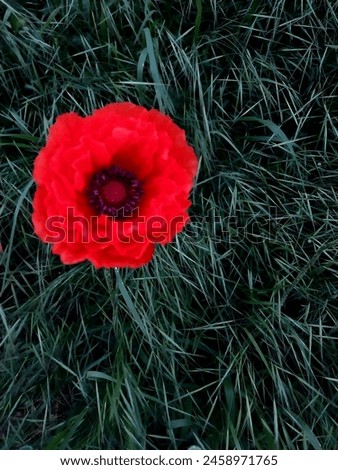 One open red poppy flower in green grass. Natural background