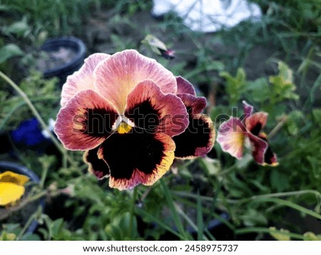 Pansies. Vibrant Violas Known for their vivid colors and delicate blooms, these Pansies are perfect for gardens and containers. Flowers Gardening"