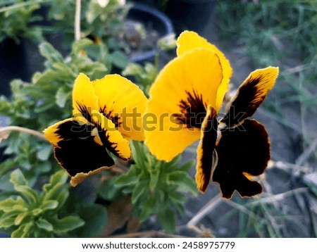Pansies. Vibrant Violas Known for their vivid colors and delicate blooms, these Pansies are perfect for gardens and containers. Flowers Gardening"