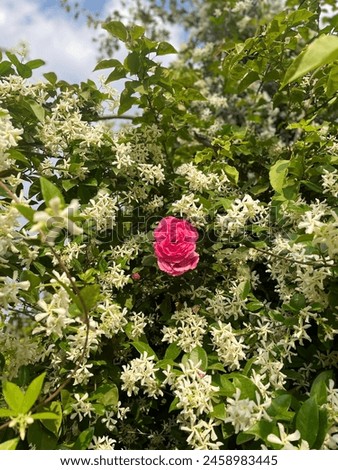 One large pink rose like a queen among the small white flowers. Royalty-Free Stock Photo #2458983445