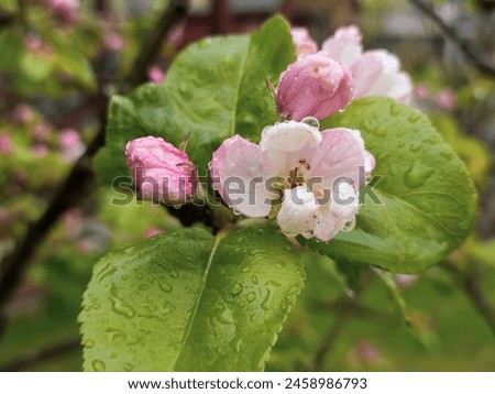 Ethereal apple blossoms kissed by morning dew, symbolizing spring’s fresh start. Ideal for decor, wellness spaces, and nature themes