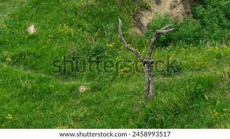 A tree withered in its greenery. Dialectic of life and death. Existence and extinction. Metaphorical meaning. Royalty-Free Stock Photo #2458993517