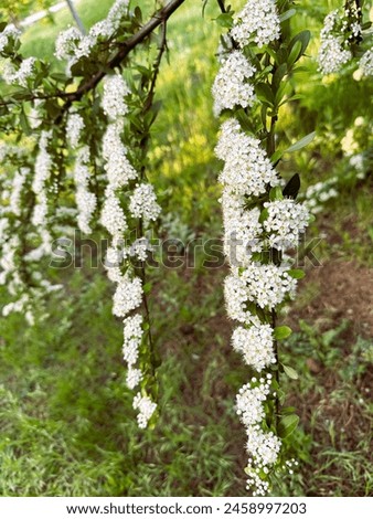 Firethorn blooms white flowers. Closeup of White Flowers on a Scarlet Firethorn (Pyracantha Coccinea). White firethorn blossoming shrub outdoor. Blooming spring bush Pyracantha coccinea. Royalty-Free Stock Photo #2458997203