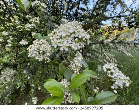 Firethorn blooms white flowers. Closeup of White Flowers on a Scarlet Firethorn (Pyracantha Coccinea). White firethorn blossoming shrub outdoor. Blooming spring bush Pyracantha coccinea. Royalty-Free Stock Photo #2458997205