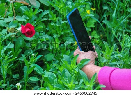 hand of an elderly woman with a phone taking pictures of a rose in the garden