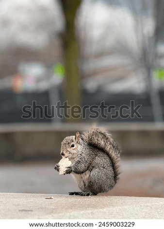 A squirrel eating cracker in the park