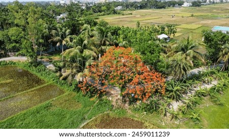 Delonix regia, commonly called flamboyant or royal poinciana, is a tropical tree. beautiful Bangladesh. drone landscape photography.