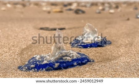 Closeup of Velella , Blue Jelly fish  or "by-the-wind sailors" walking on Capistrano beach ,CA,USA.