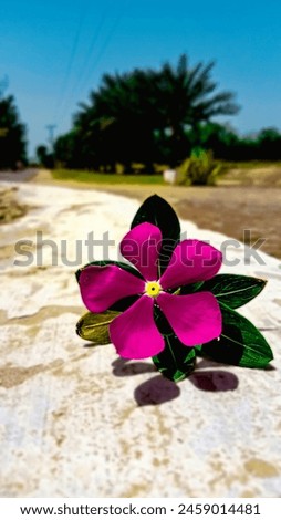 Picture of a pink flower with green leaves fall on ground