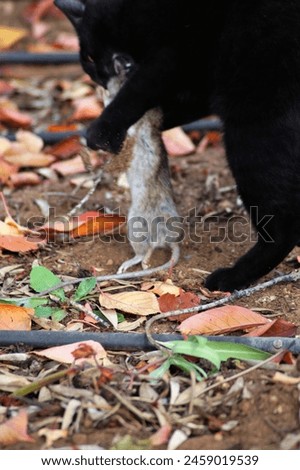 Black cat chasing a rat