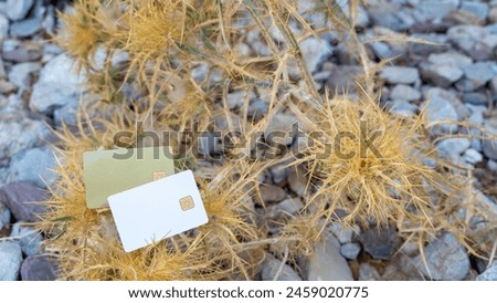 On a dry thorn bush among the rocks lie two bank cards white and gold. Juxtaposing human convenience against nature's rawness. Royalty-Free Stock Photo #2459020775