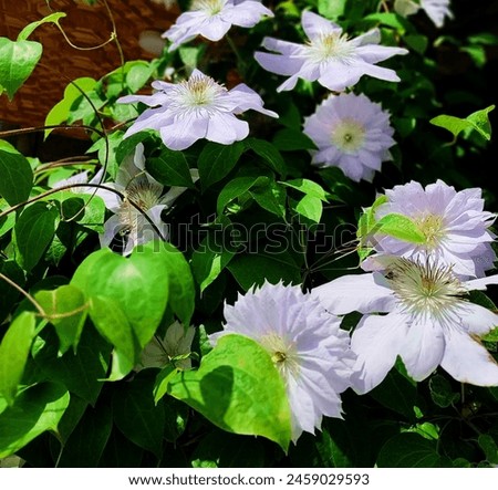CLEMATIS TERNIFLORA is a plant in the buttercup family, Ranunculaceae. It is native to northeastern Asia. Royalty-Free Stock Photo #2459029593