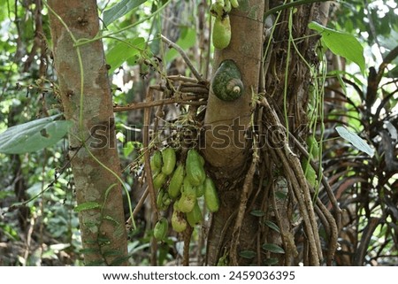 View of an endemic Giant land snail (Acavus phoenix) is clinging on to a surface of a fruits bearing tree sorrel trunk (Averrhoa bilimbi) Royalty-Free Stock Photo #2459036395