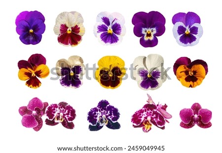 Purple Violet Pansies Isolated, Tricolor Viola Close up, Viola Flowers Set, Heartsease Collection, Johnny Jump up or Three Faces in a Hood Flower on White Background Royalty-Free Stock Photo #2459049945