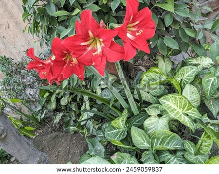 Amaryllis Flowers Good Morning Lahore