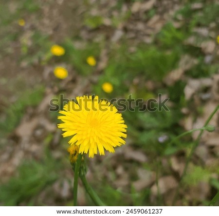 A beautiful yellow dandelion in the early spring.