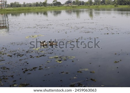Ducks are roaming around the pond