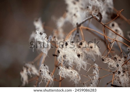 Devil's darning needles (clematis virginiana) in the wintertime. Royalty-Free Stock Photo #2459086283