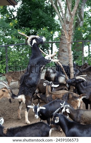 Exterior photo view of a wild animal creature beast billy oats goatees mammals in a natural nature adventure zoo in Singapore in South East Asia group herd together jump active