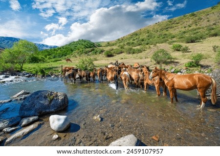 Horses drink water from the river in a picturesque setting. The beauty of nature is revealed while the horses quench their thirst. A scene of calm and harmony in the natural world.