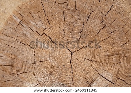 Close up view of the cross section of a tree trunk, tree rings display varying widths and reveal a pattern that is characteristic of tree growth Royalty-Free Stock Photo #2459111845