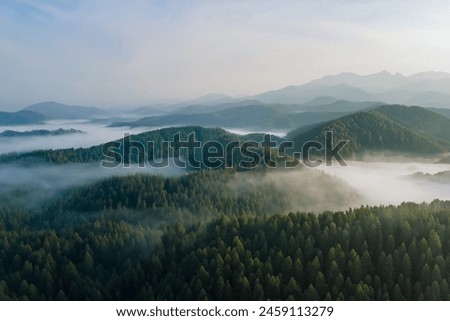 Aerial view of the evergreen coniferous forest in fog