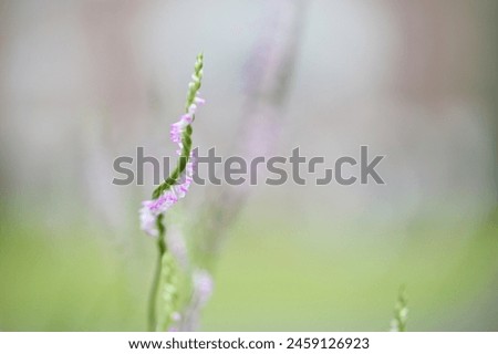 Rare North American orchid, Spiranthes sinensis, captivates with ribbon-like flower spikes. Dubbed "dragon's ginseng" for root shape, blooms around Qingming Festival, protected by CITES. Royalty-Free Stock Photo #2459126923