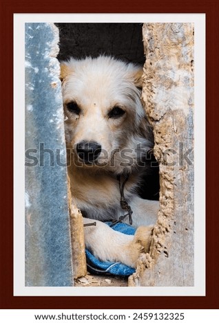 Cute, innocent, Hope, Puppy, Love Royalty-Free Stock Photo #2459132325