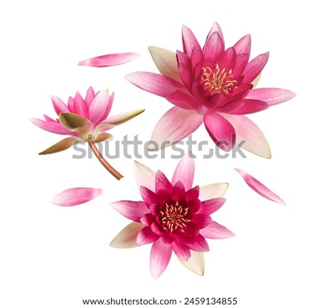 Beautiful lotus flowers and petals flying on white background