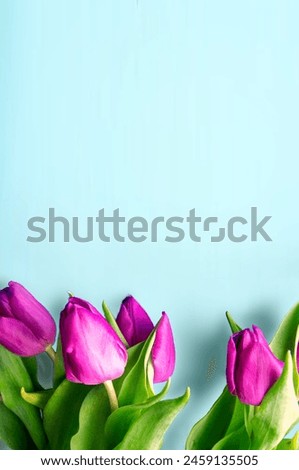 Fresh flower composition, bouquet of bi color tulips, pale pink and white gradient background. International Women's day, mother's day greeting concept. Copy space, close up, top view, flat lay. 