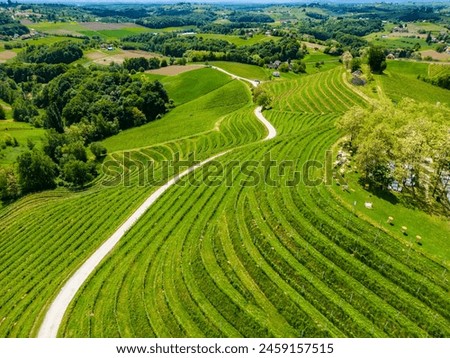 Aerial view of white pathway carving sloped, terraced vineyards in Medimurje region in continental Croatia, famous for its wine makers Royalty-Free Stock Photo #2459157515