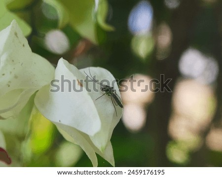 small green winged insects perched on white flowers