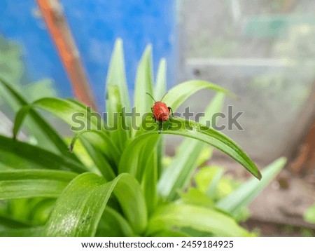 The single, adult scarlet lily beetle (Lilioceris lilii) sitting on a green lily plant leaf blade in garden. Its forewings are bright scarlet and shiny. Legs, eyes, antennae and head are black
