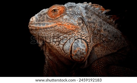 closeup photo of red iguana on dark background. Royalty-Free Stock Photo #2459192183