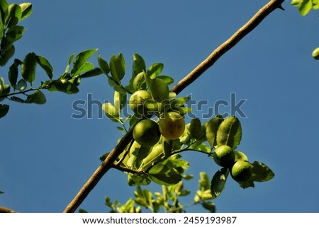 a creative picture made of the limes fruit hanging on the tree