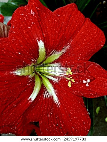 Red Amaryllis with rain drops