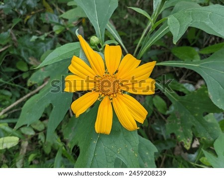 Yellow flower surrounded by green leaves. It features a zinnia angustifolia, also known as woodland sunflower or Mexican sunflower.