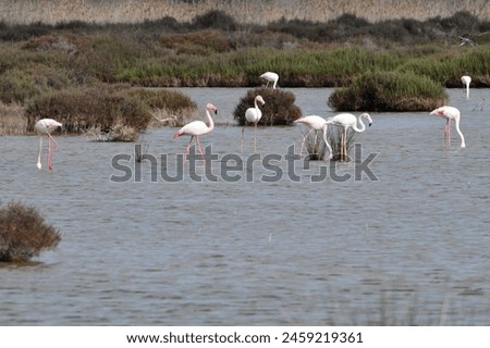 A group of flamingos is standing in shallow water. They have pink legs and white bodies, with pink tail and wing feathers. Some have pink beaks with a black end. Wild grasses grow on the shore.
